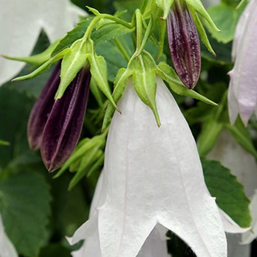 Campanule hybride Iridescent Bells - Willemse