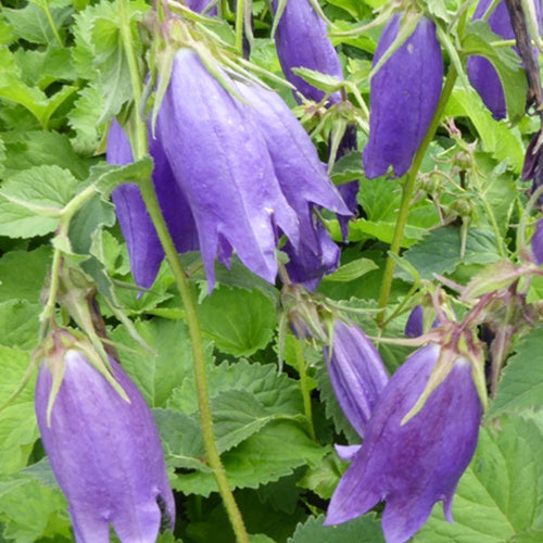 Campanule hybride Sarastro - Willemse
