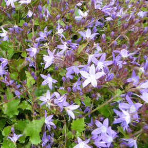Campanule des murets Stella - Willemse