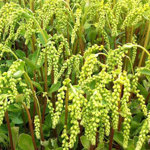 3 Graminées colorées en mélange - Willemse