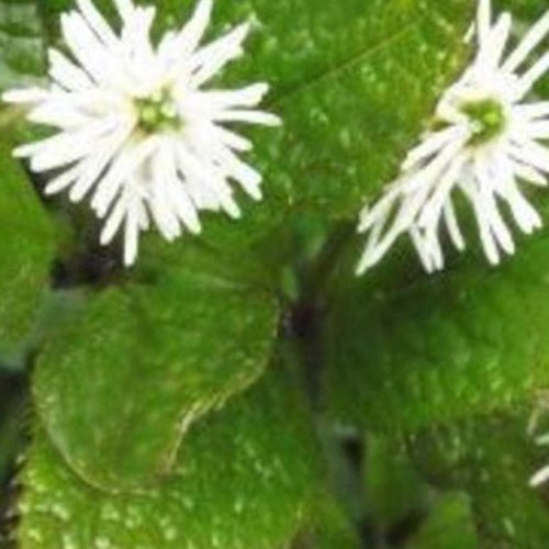 Chloranthe du Japon - Willemse