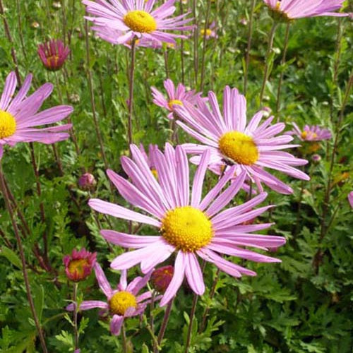 3 Marguerites d'automne Clara Curtis - Willemse