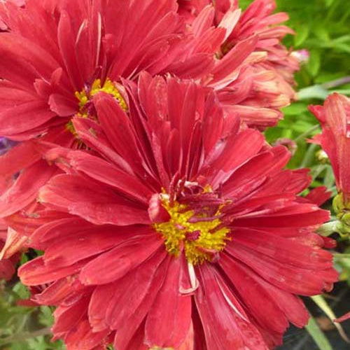 3 Chrysanthèmes Duchess of Edinburgh - Willemse