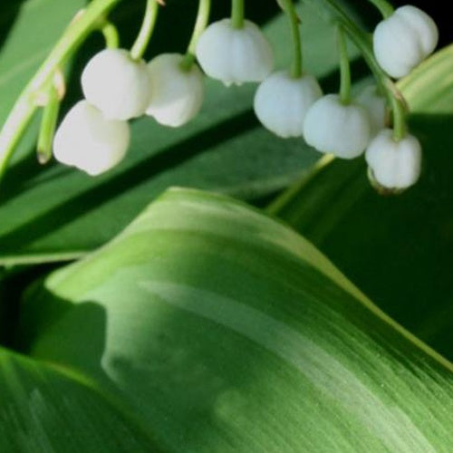 Muguet Hofheim - Willemse