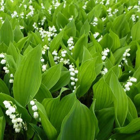 Muguet Prolificans - Convallaria majalis Prolificans - Willemse