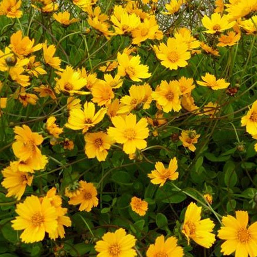 3 Coreopsis à oreillettes Nana - Willemse