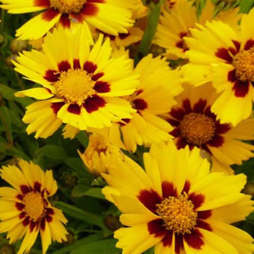 3 Coreopsis à grandes fleurs Sonnenkind - Willemse