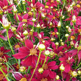 Coreopsis verticillé Red Satin - Willemse