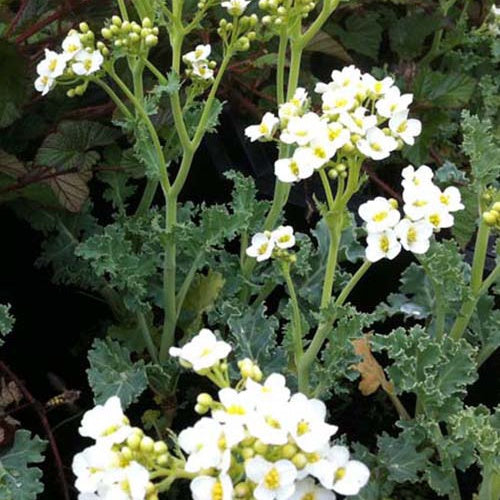 Crambe maritima choux maritime - Willemse