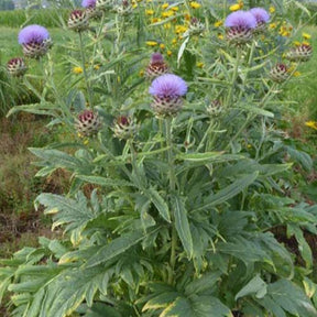 Cynara cardunculus - Cardon - Plantes vivaces géantes