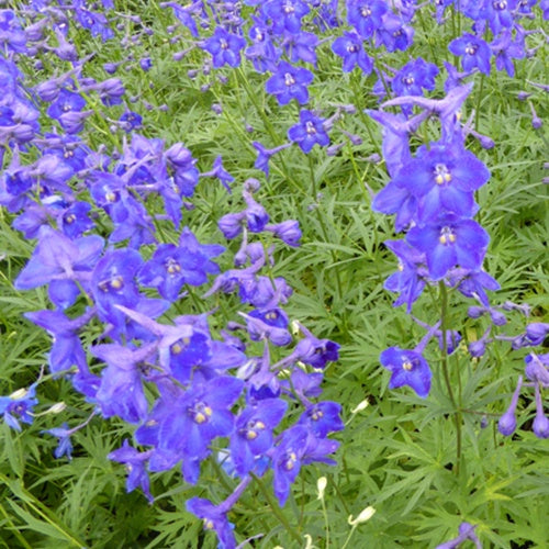 Delphinium Atlantis - Willemse