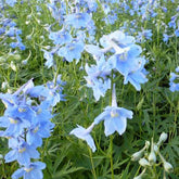 Delphinium Cliveden Beauty - Willemse