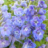 Delphinium géants Camelliard - Willemse