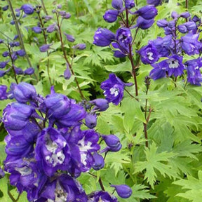 Delphinium - Delphinium géant King Arthur - Delphinium Pacific King Arthur