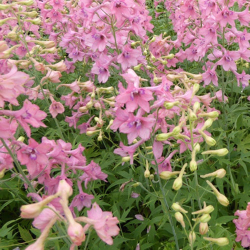 Delphinium Pink Sensation - Willemse