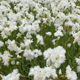 Œillet mignardise Albus Plenus - Willemse