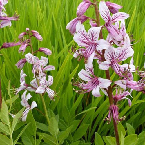 Dictamnus albus Fraxinelle - Willemse