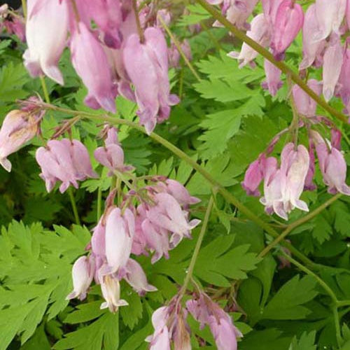 Dicentra - Willemse
