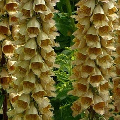 3 Digitales ferreuses Gelber Herold - Willemse