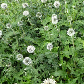 Vente Boule azurée Star Frost - Chardon boule - Echinops bannaticus star frost