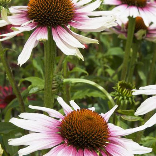 Rudbeckia pourpre Funky White - Echinacea - Willemse