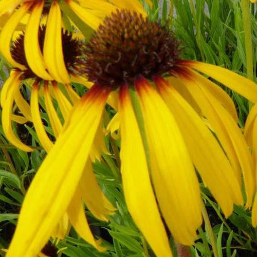 Rudbeckia jaune paradoxale - Willemse