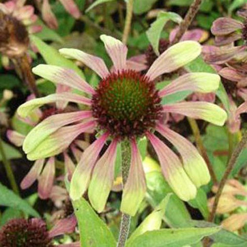 Rudbeckia  pourpre Green Envy - Echinacea - Willemse