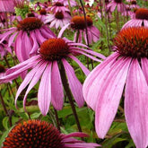 Rudbeckia pourpre Leuchtstern - Echinacea - Willemse
