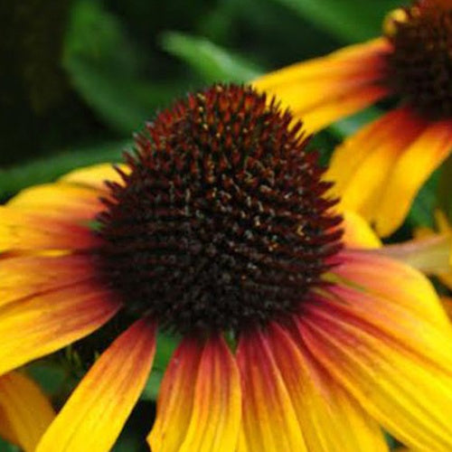 Rudbeckia pourpre Parrot - Echinacea - Willemse