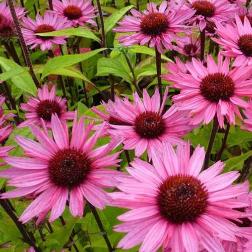 Rudbeckia pourpre Profusion - Echinacea - Willemse