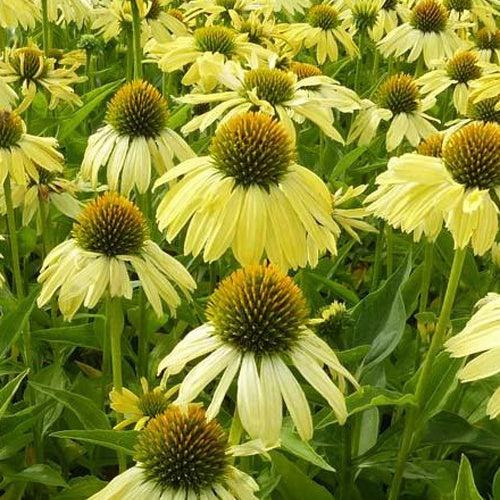 Rudbeckia  Sunrise - Echinacea - Willemse