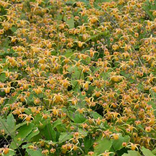 Epimedium Amber Queen - Willemse