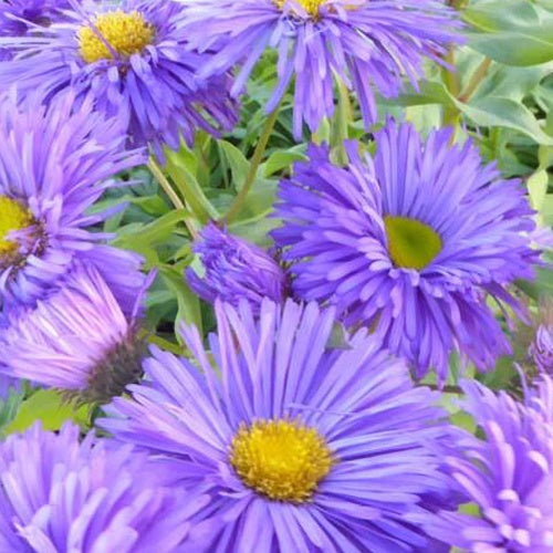 3 Vergerette Azure Beauty - Erigeron - Willemse