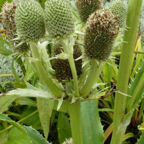 Panicaut à feuilles d'Agave - Willemse