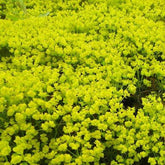 Euphorbe petit-cyprès Fens Ruby - Willemse