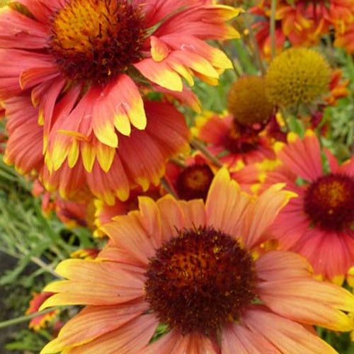 3 Galanes obliques - Willemse