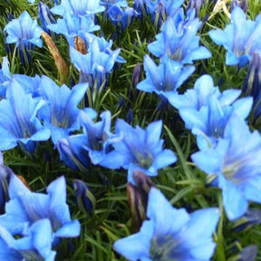Gentiana sino-ornata - Gentiane chinoise d'automne - Fleurs vivaces