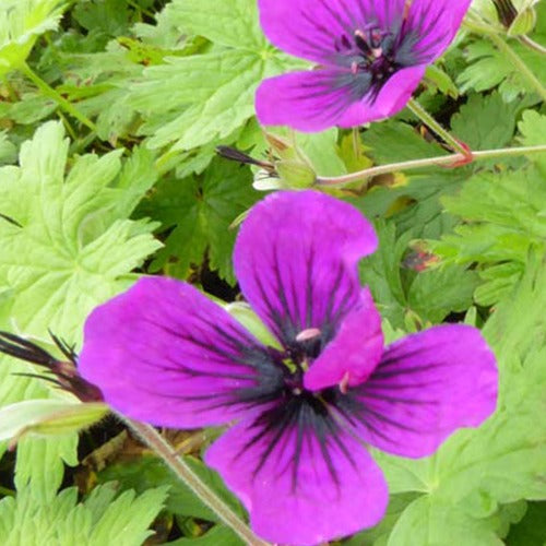 Géranium vivace Dragon Heart - Willemse
