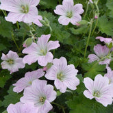 Géranium vivace Dreamland - Willemse