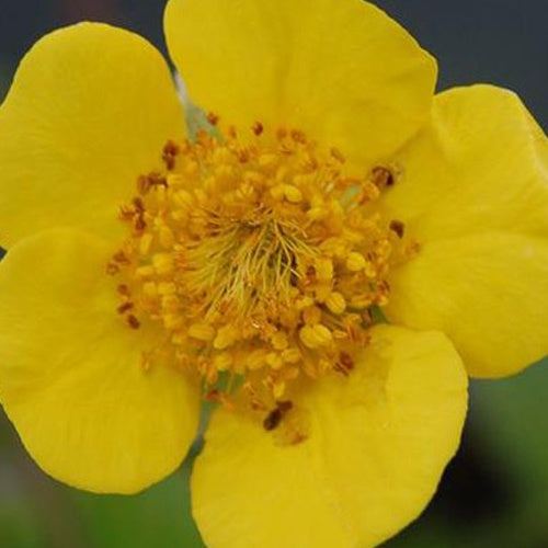 Benoîte Limoncello - Willemse