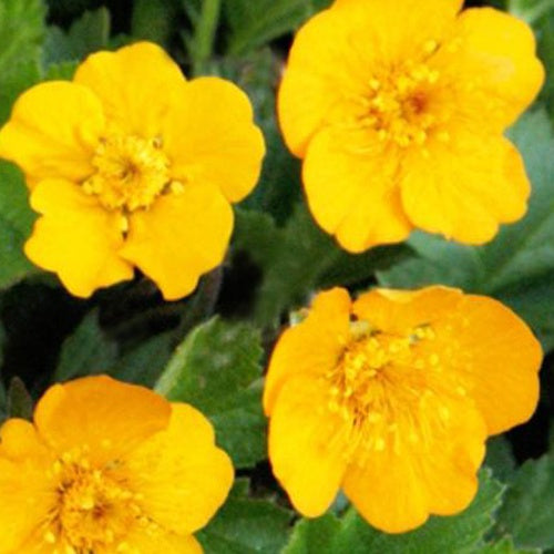 Benoîte Georgenberg - Willemse