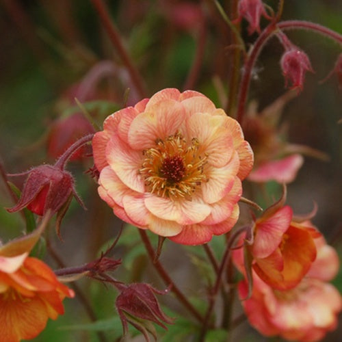 Benoîte Wet Kiss - Willemse