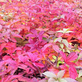 Spirée à trois feuilles - Willemse