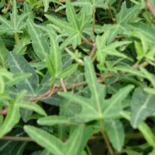 3 Lierres communs Sagittifolia - Hedera helix sagittifolia - Plantes