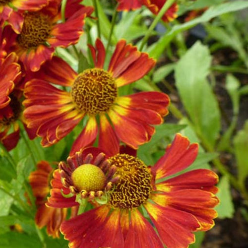 Hélénie Königstiger - Willemse