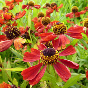 Hélénie Rubinzwerg - Helenium rubinzwerg - Willemse