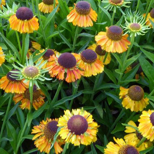 Hélénie Short and Sassy Hélénie Shortn Sassy - Willemse