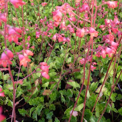 Heuchère Red Spangles - Willemse