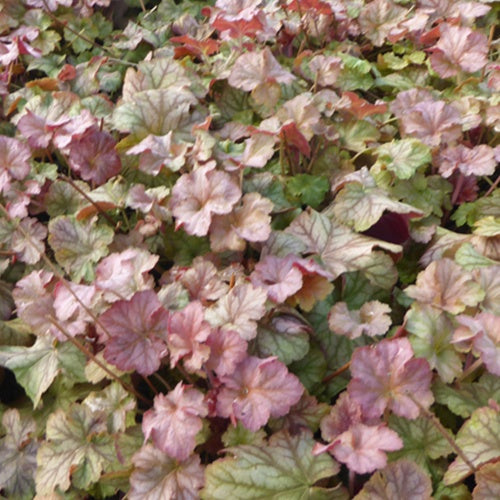 Heuchère Pinot Gris - Willemse