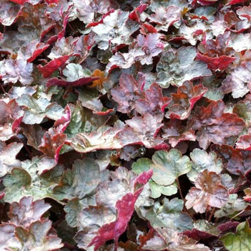 Heuchère Rachel - Willemse